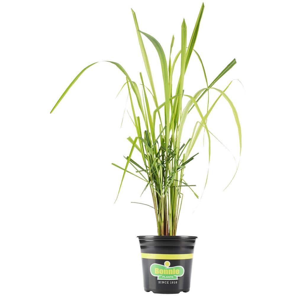 2.32 Qt. Lemongrass, Live Plant - Hercitys