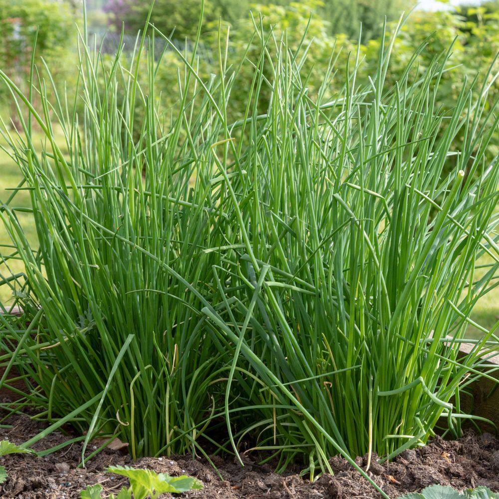 3.3 in. Chives Culinary Kitchen Herb Seed Grow Kit - Hercitys