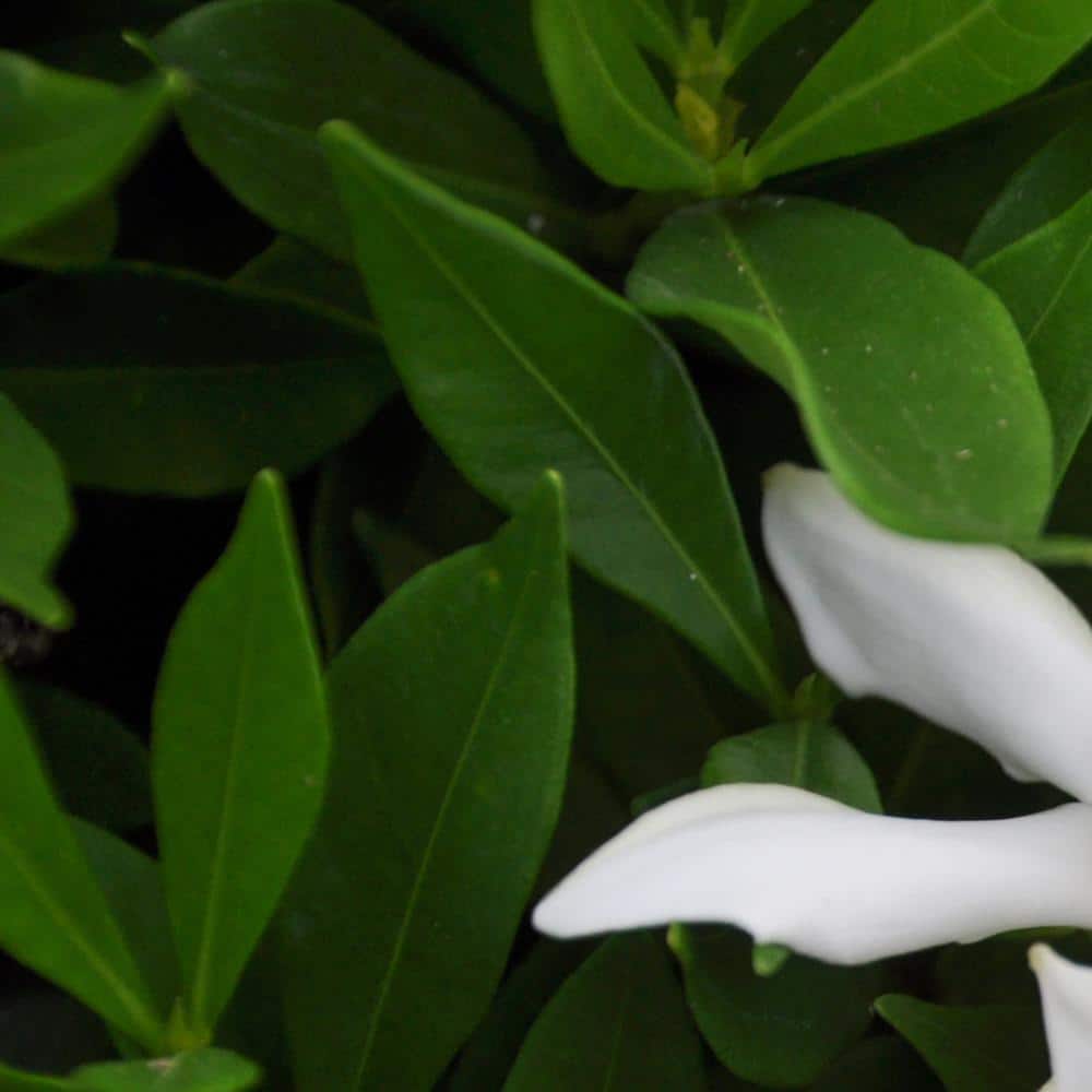 2.5 Gal – Frost Proof Gardenia, Live Evergreen Shrub, White Fragrant Blooms - Hercitys