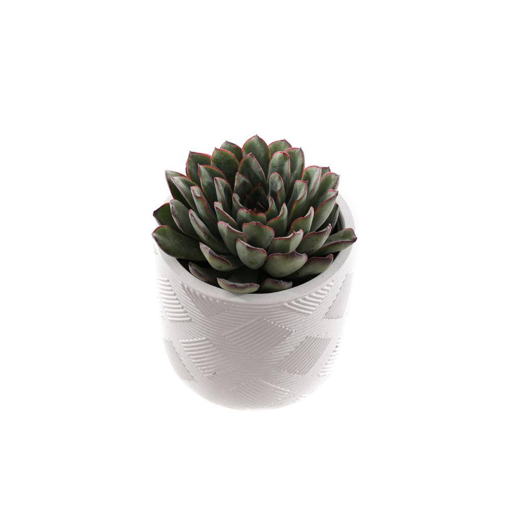 4 in. Assorted Succulent Set in White Weave Pot (2-Pack) - Hercitys