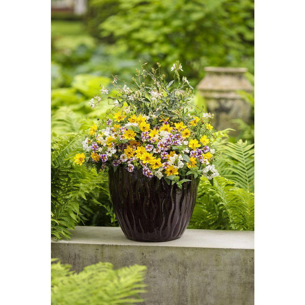 4.25 in. Eco+Grande Goldilocks Rocks (Bidens) Live Plant, Yellow Flowers (4-Pack) - Hercitys