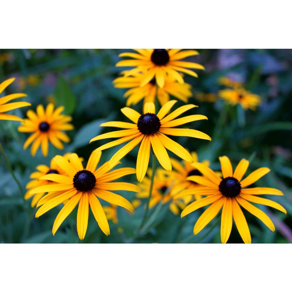 3 Gal. ‘Little Goldstar’ Black-Eyed Susan (Rudbeckia) Live Potted Perennial Plant with Golden Yellow Flowers (1-Pack) - Hercitys