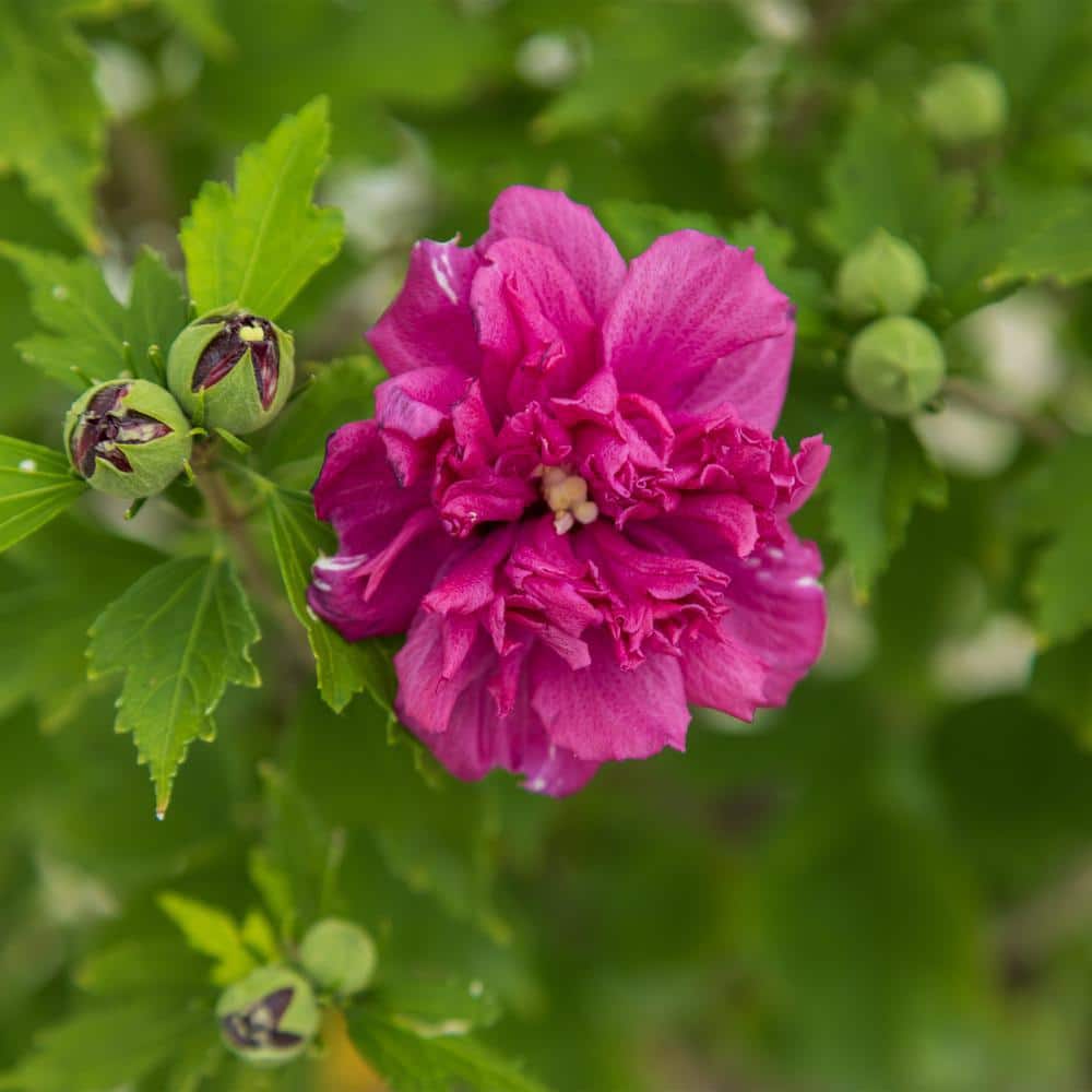 2 Gal. French Cabaret Red Hibiscus Flowering Shrub with Red Double Blooms - Hercitys