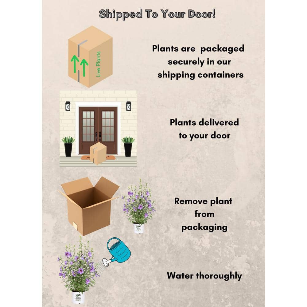 2 Gal. Paraplu Violet Rose of Sharon (Hibiscus) Shrub with Blue-Violet Flowers - Hercitys