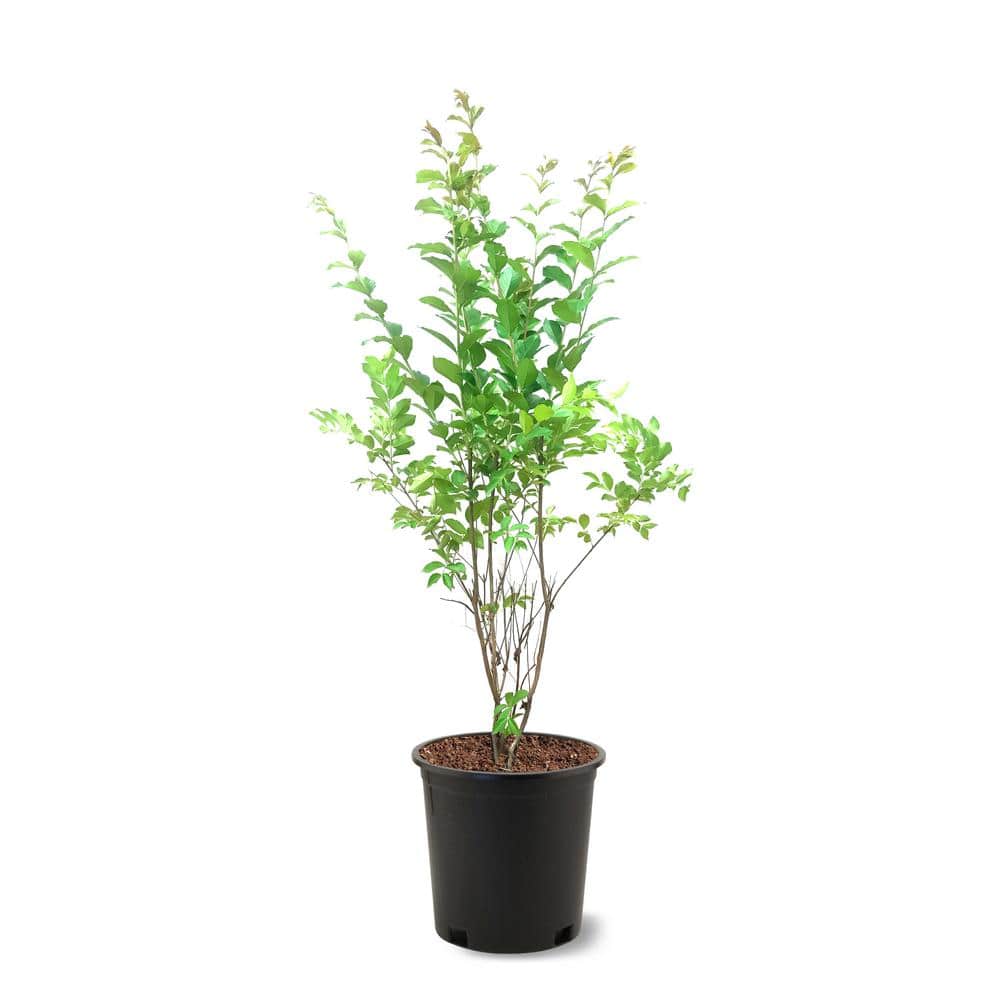 3 Gal. Natchez White Crape Myrtle - Hercitys