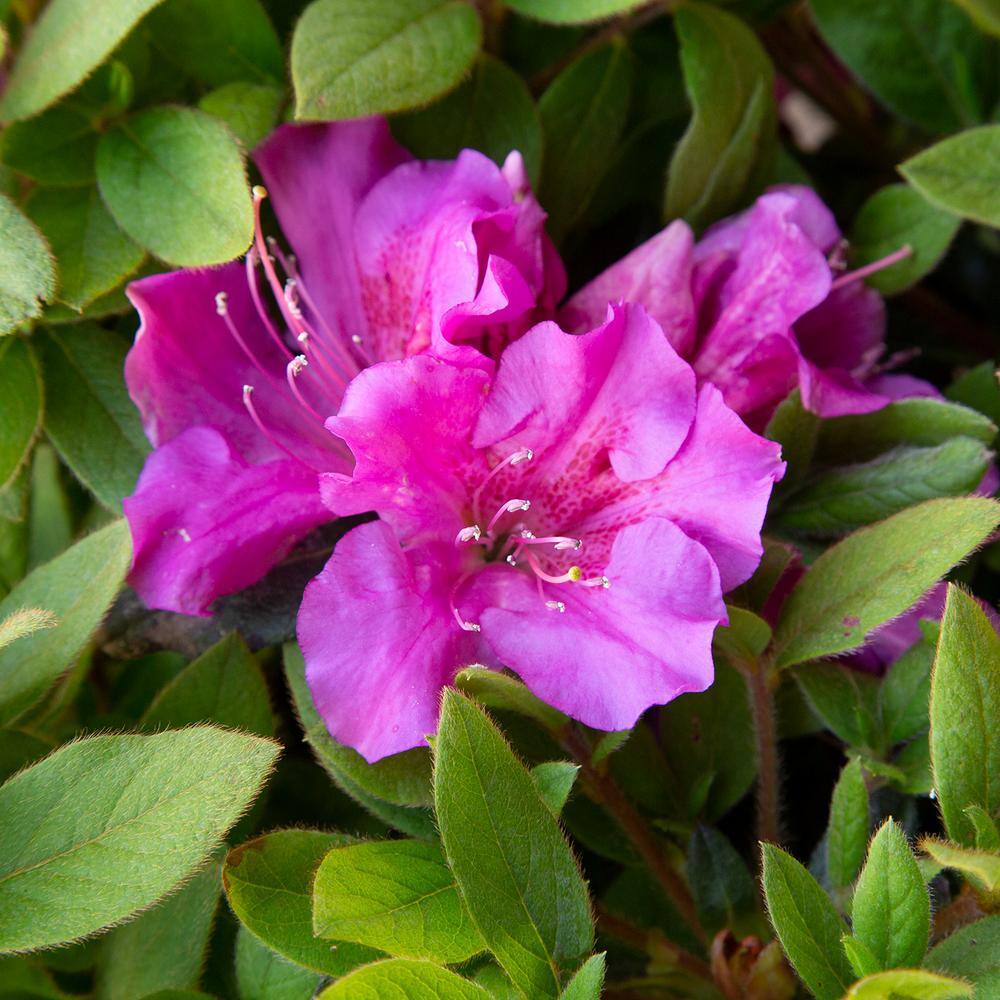 3 Gal. Autumn Royalty Reblooming Azalea Shrub with Purple Flowers - Hercitys