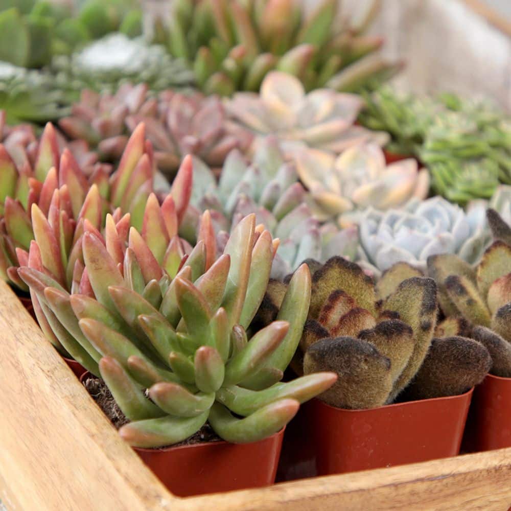 2IN Easy Care Live Succulent (6-Pack) - Hercitys