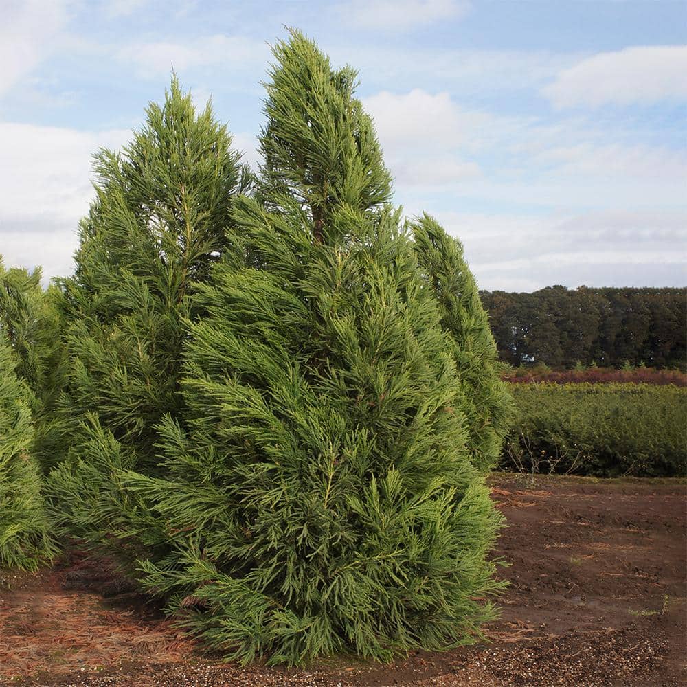 3 Gal. Yoshino Cryptomeria Evergreen Tree - Hercitys