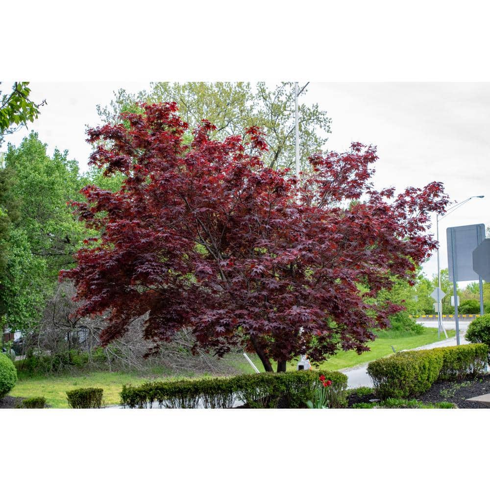 3 Gal. Bloodgood Japanese Maple Live Tree with Attractive Red Foliage (1-Pack) - Hercitys