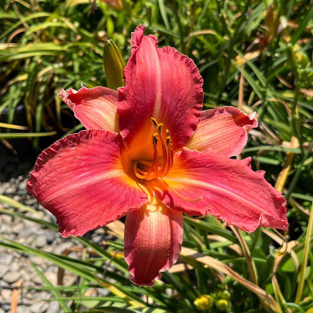 #5 Container Shell Pink Daylily Plant - Hercitys