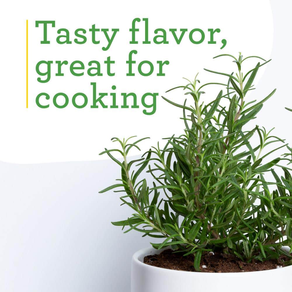 19 oz. Rosemary Plant, 2-Pack - Hercitys