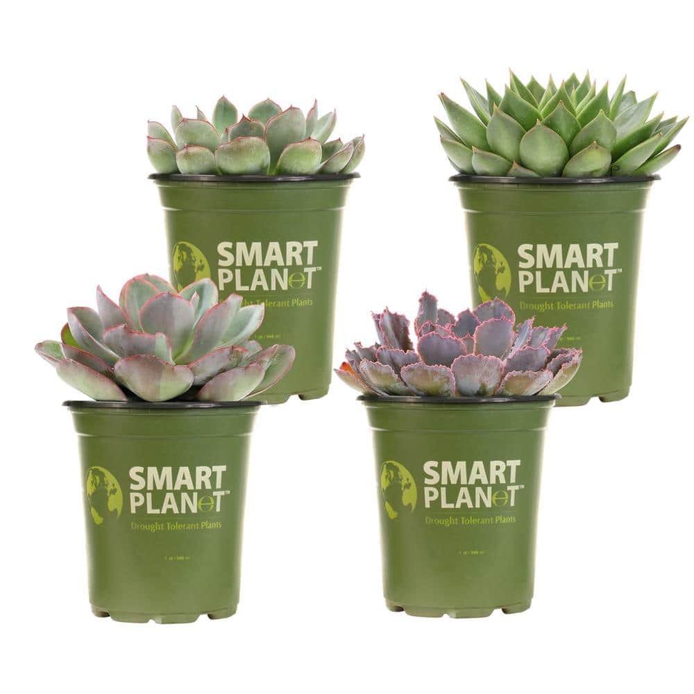 1 qt. Echeveria Assorted Succulents (4-Pack) - Hercitys