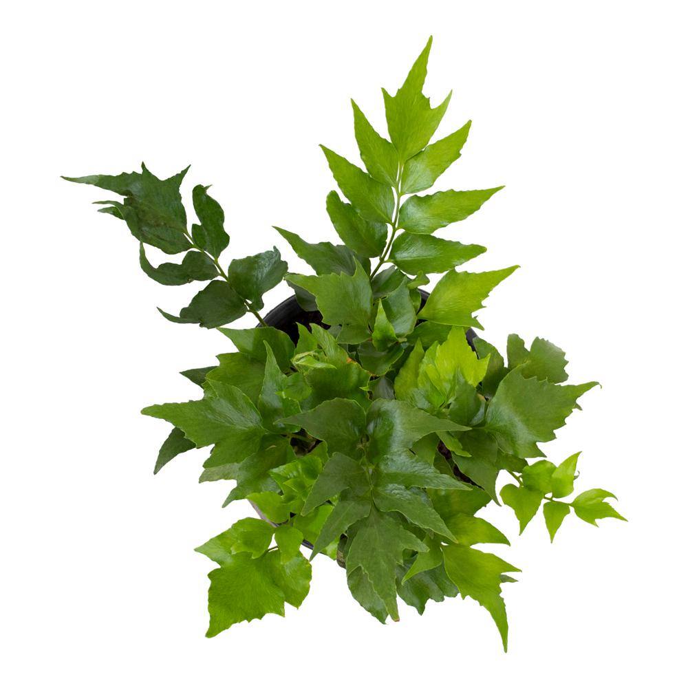 2 QT. Holly Fern (Cyrtomium Falcatum) Garden Perennial Shrub Plant in Grower Pot - Hercitys