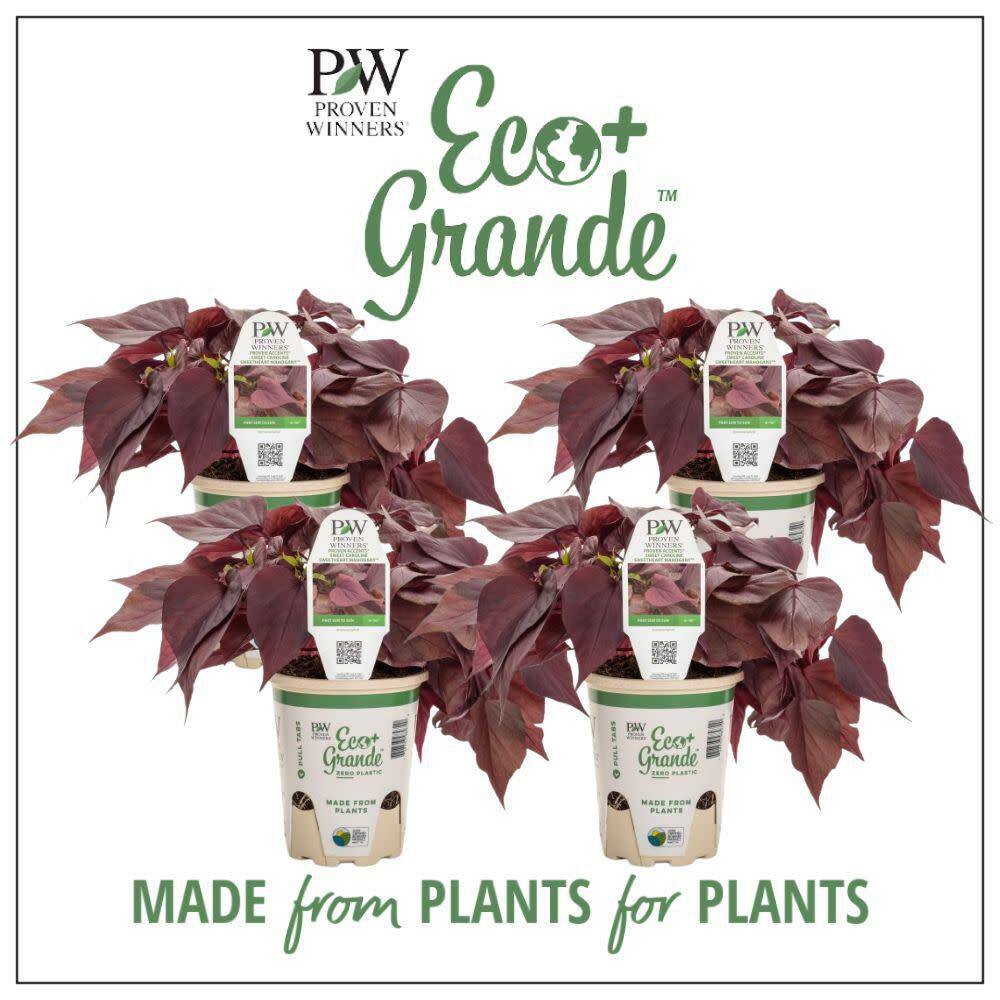 4.25 in. Eco+ Grande Sweet Caroline Sweetheart Mahogany Sweet Potato Vine (Ipomoea Hybrid) Live Annual Plant 4-Pack - Hercitys