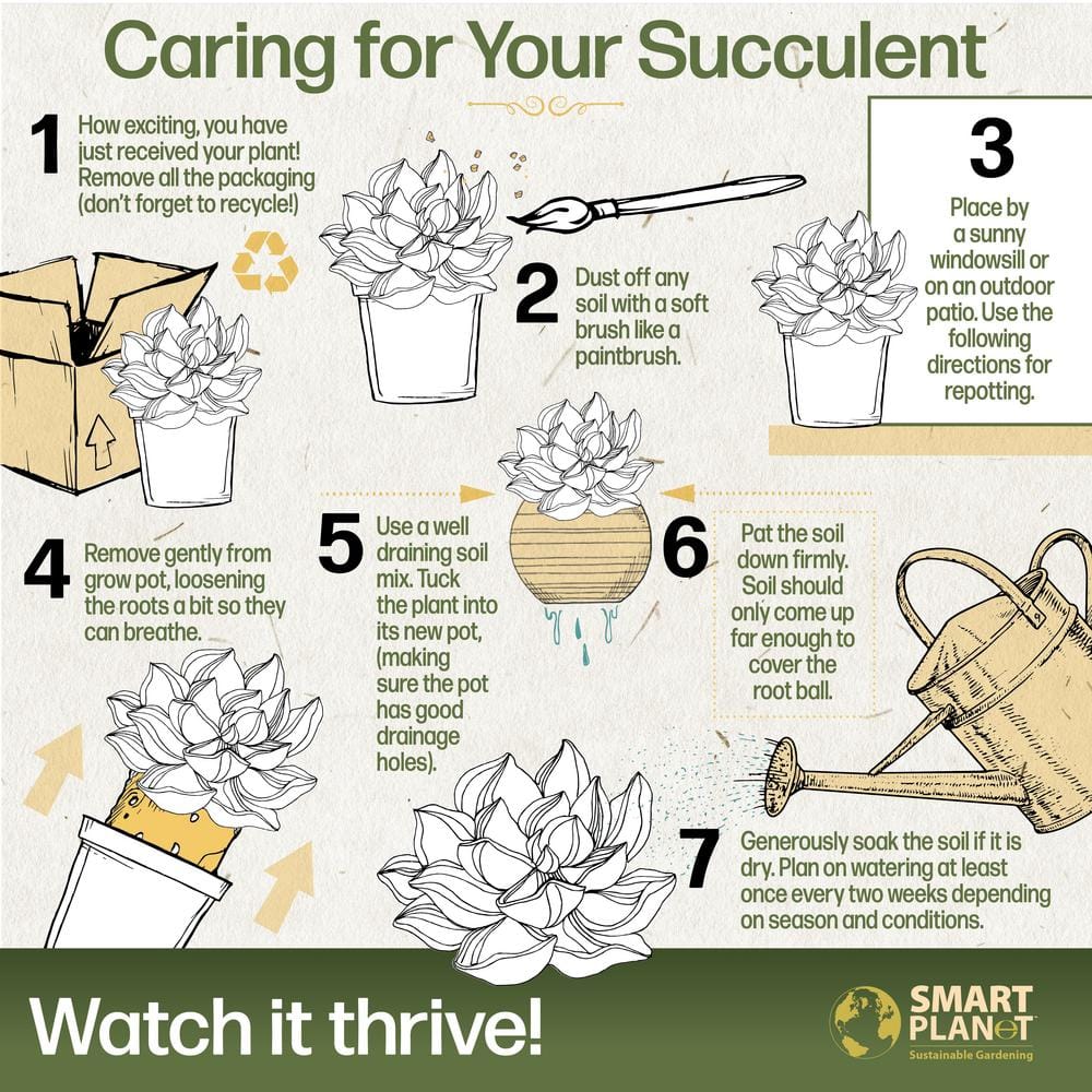 1 Gal. Senecio Mandraliscae Blue Chalk Sticks in Grow Pot Single - Hercitys