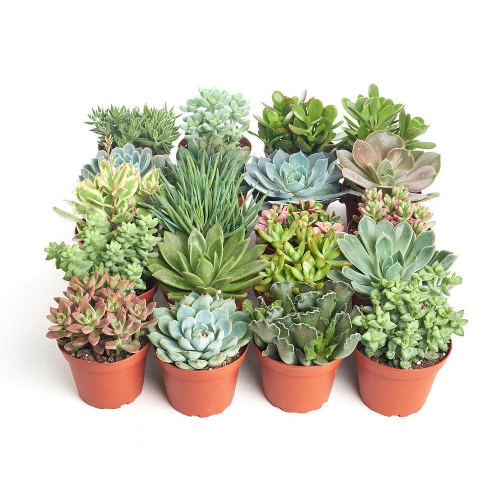 4 in. Assorted Succulent Collection Succulent (Collection of 40) - Hercitys