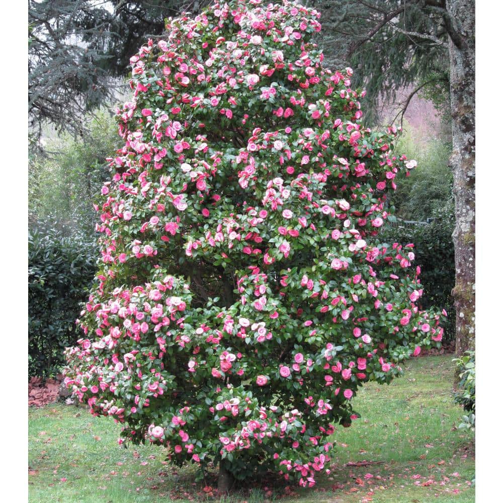 3 gal. Camellia Leslie Ann Shrub with White and Pink Flowers - Hercitys