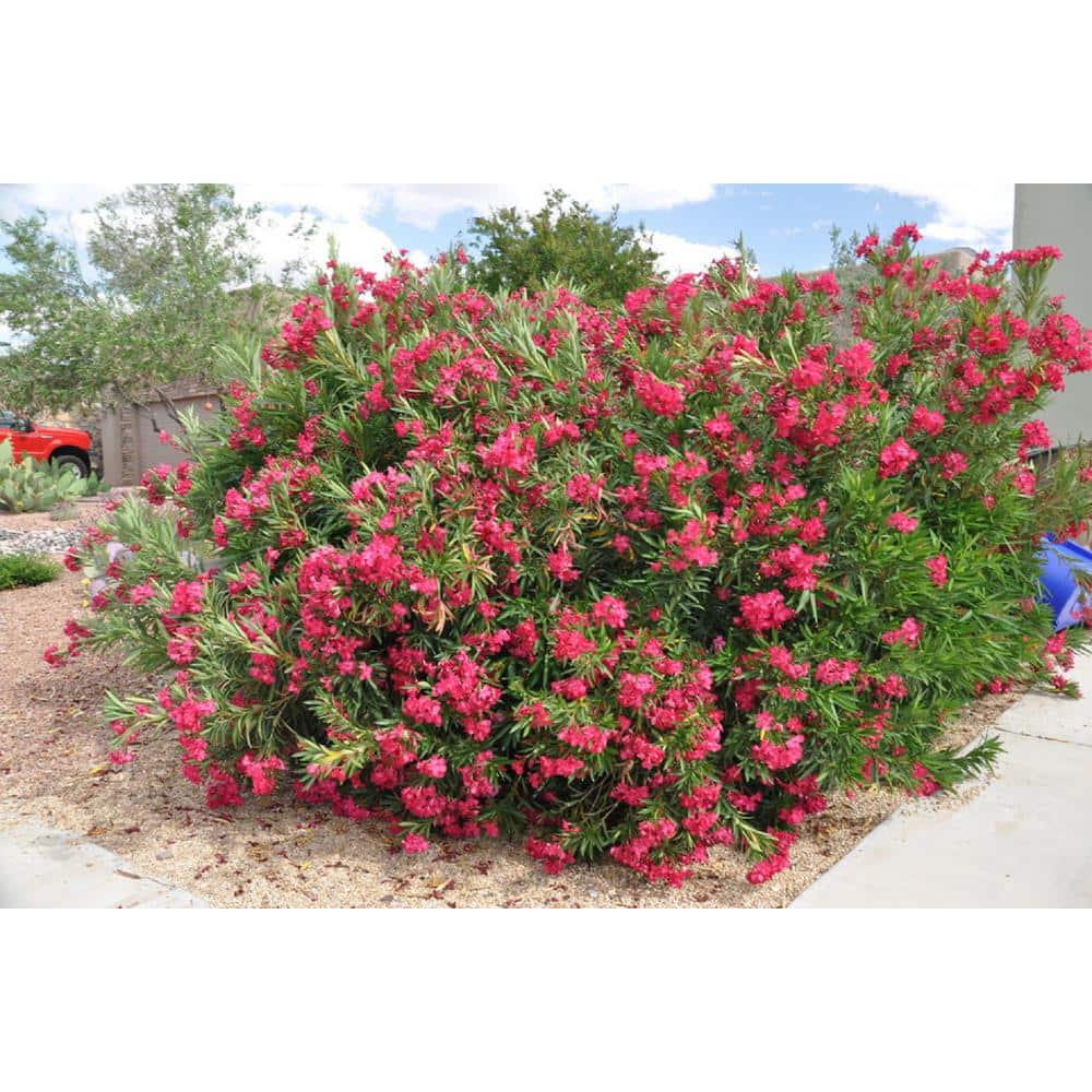 4.5 in. Quart Austin Pretty Limits Oleander (Nerium), Live Plant, Pink Flowers - Hercitys