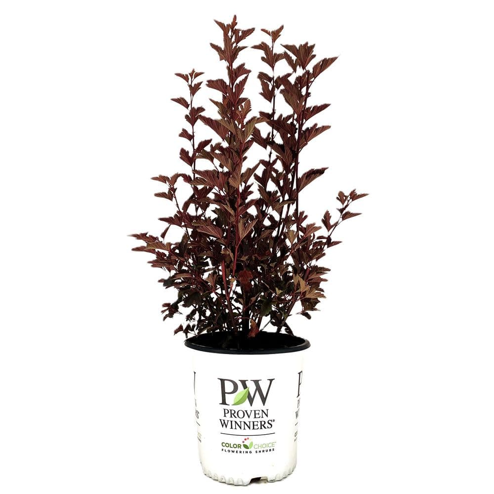 2.0 Gallon Summer Wine Ninebark (Physocarpus Opulifolius ‘Summer Wine’) Shrub with White Flowers 1-Each - Hercitys