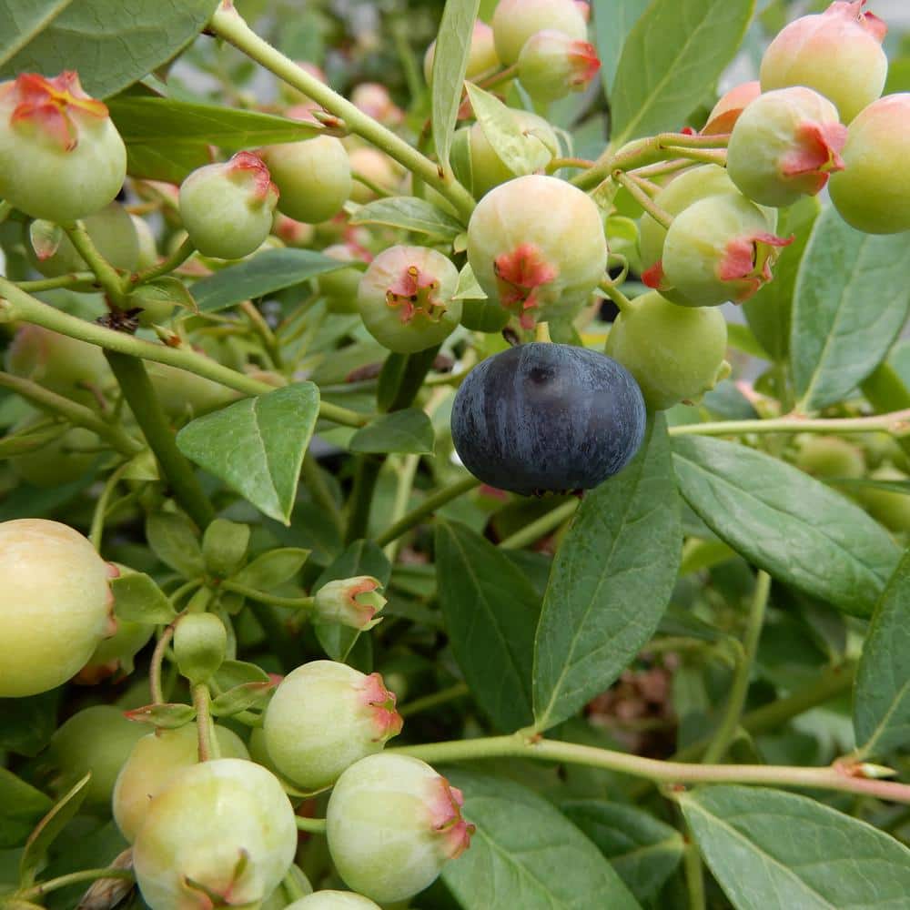 1 Gal. Bushel and Berry Sapphire Cascade Hanging Blueberry Live Plant - Hercitys