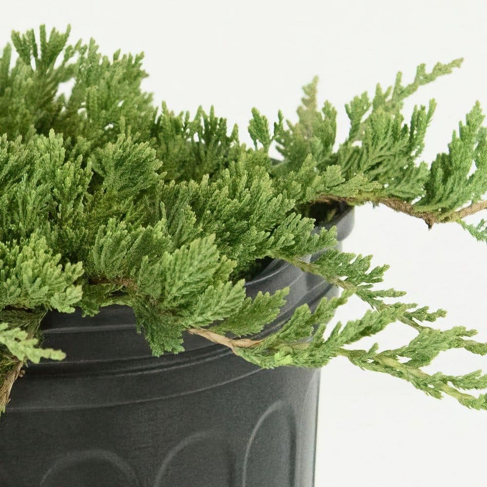 1 gal. Juniper Blue Rug Shrub (8-Pack) - Hercitys