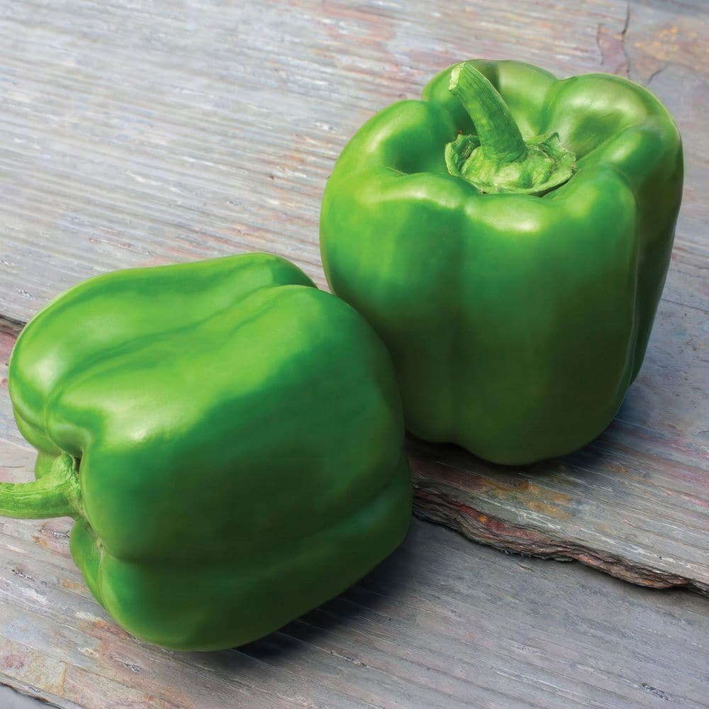 2.5 in. Chile Pepper Touchdown Plant (3-Pack) - Hercitys