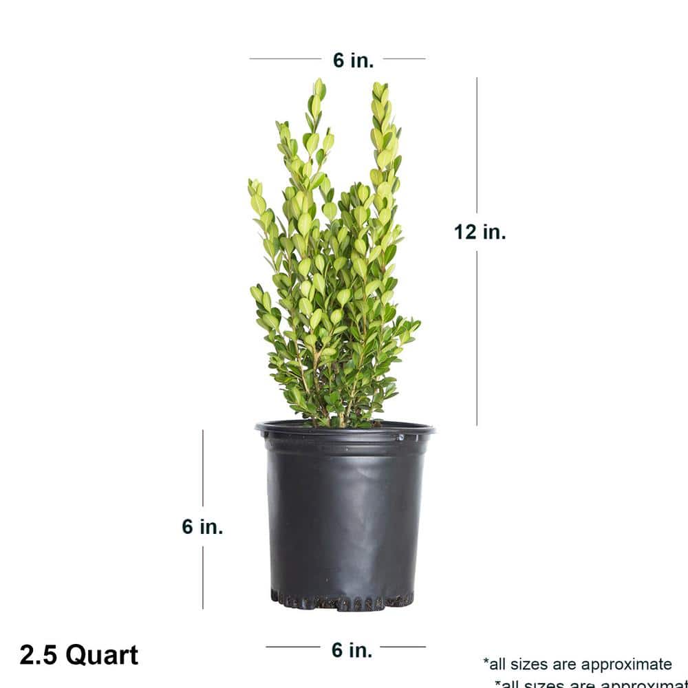 2.5 Qt. Wintergreen Boxwood, Live Shrub Plant, Glossy Dark Green Foliage - Hercitys