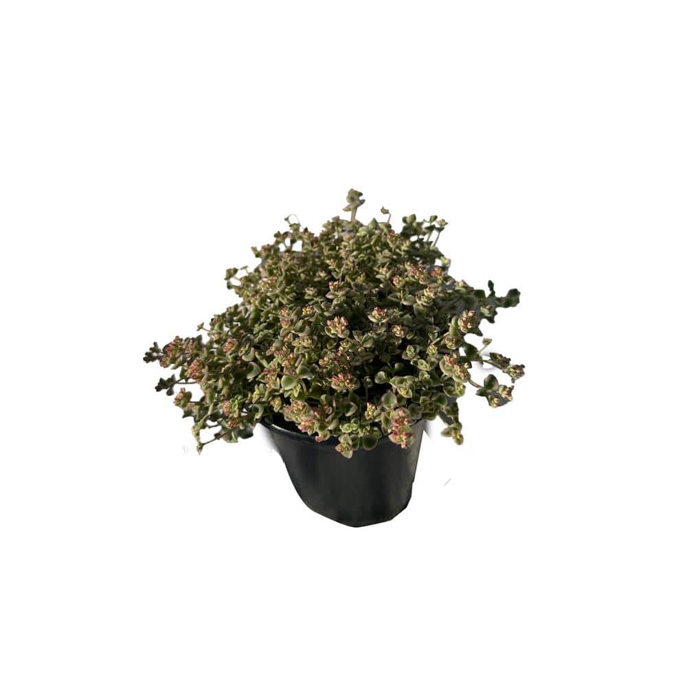 5-Piece Non-Fragrant Live Variegated Sedum Little Missy Planter Pet-Safe - Hercitys