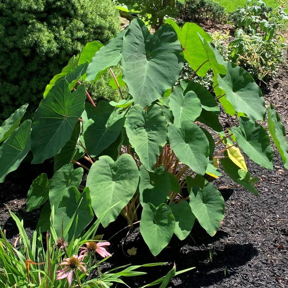 3.5 in. Colocasia Polar Green Plant in Grower Container (2-Piece) - Hercitys
