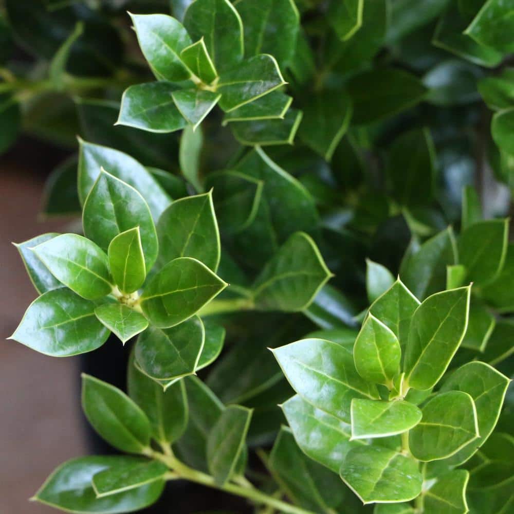 2.25 Gal. Holly Needlepoint Shrub - Hercitys