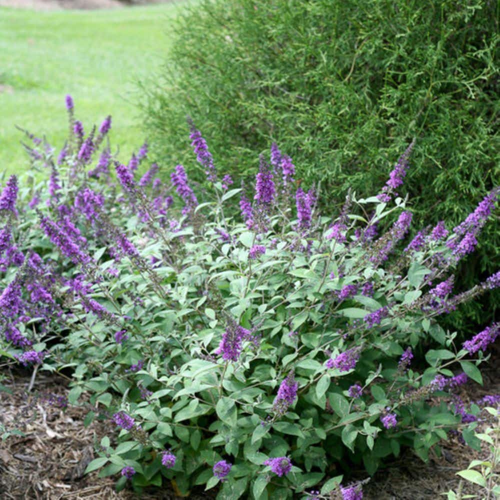 2 Gal. Lo & Behold Blue Chip Jr. Butterfly Bush (Buddleia) Live Shrub with Purple Flowers - Hercitys