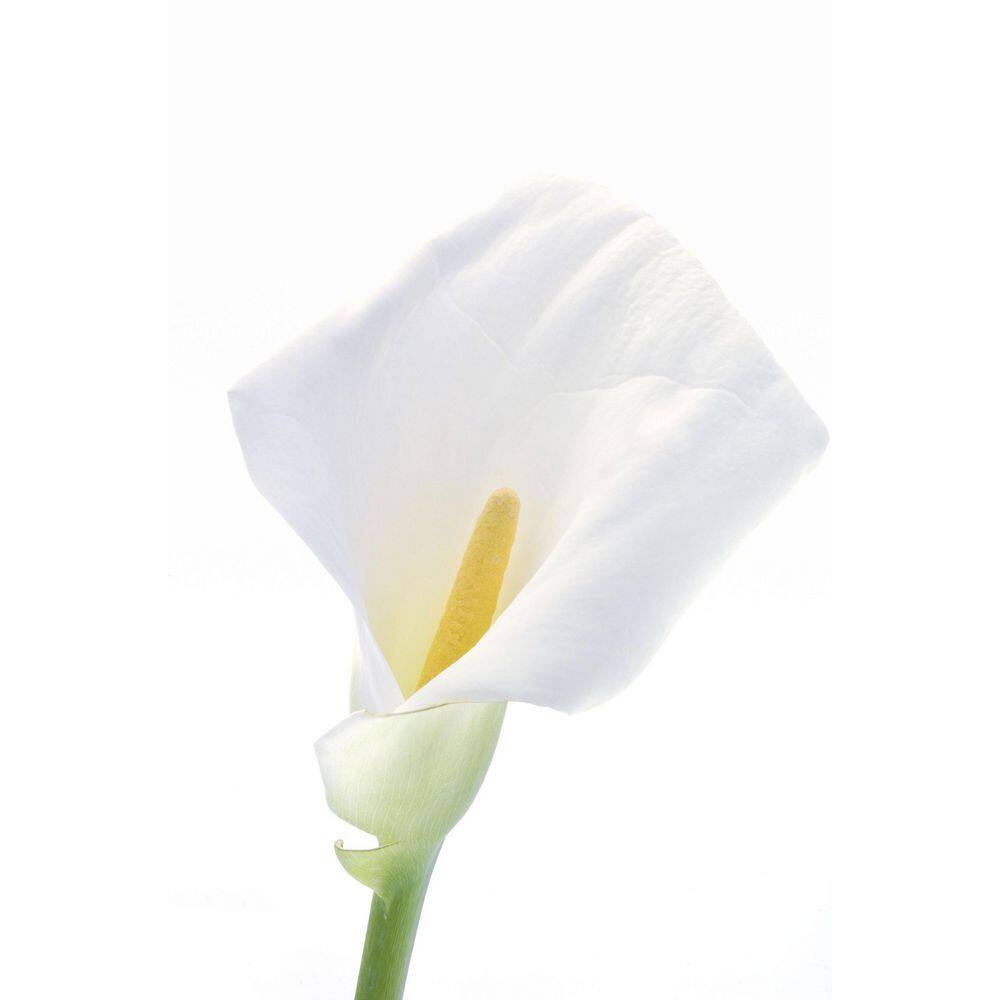 2.5 Qt. Perennial Calla Lily White (1-Pack) - Hercitys
