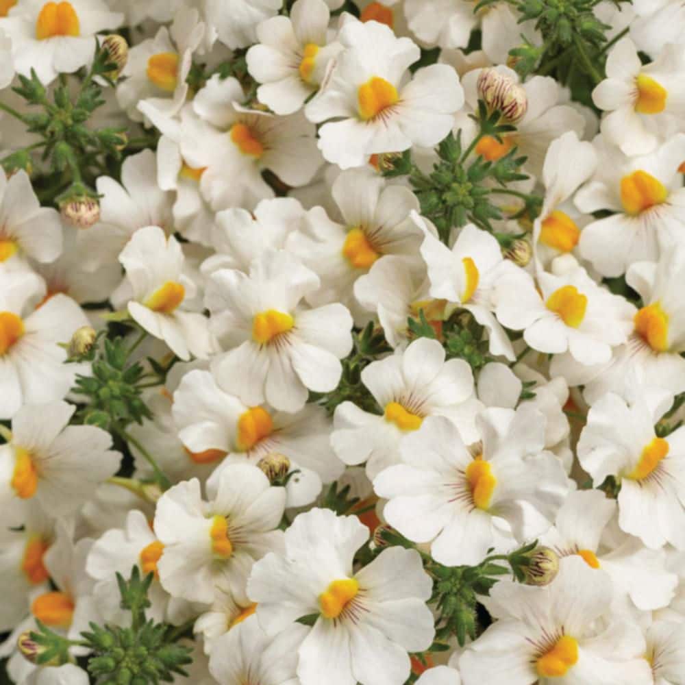 4.25 in. Eco+ Grande Sunsatia Coconut Nemesia (Hybrid) Live Annual Plant with White Flowers 4-Pack - Hercitys