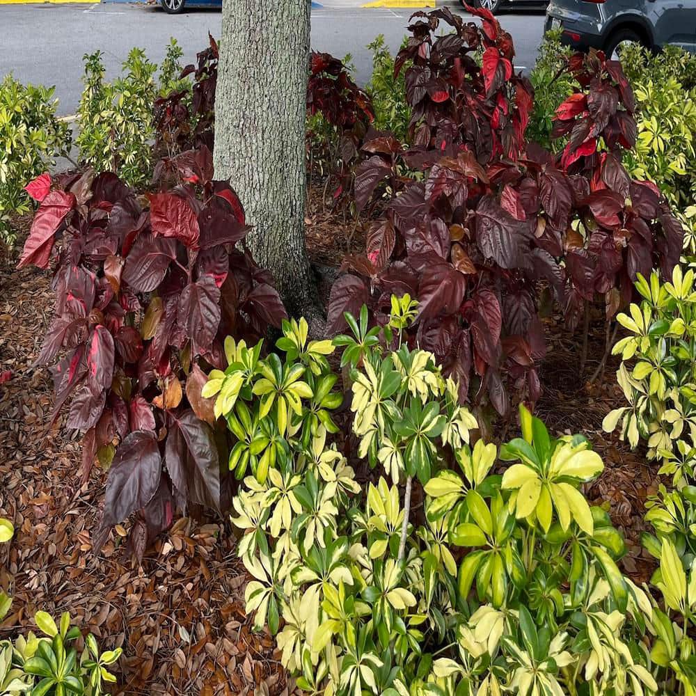 3 Gal. Red Copper Plant Non Flowering Shrub - Hercitys