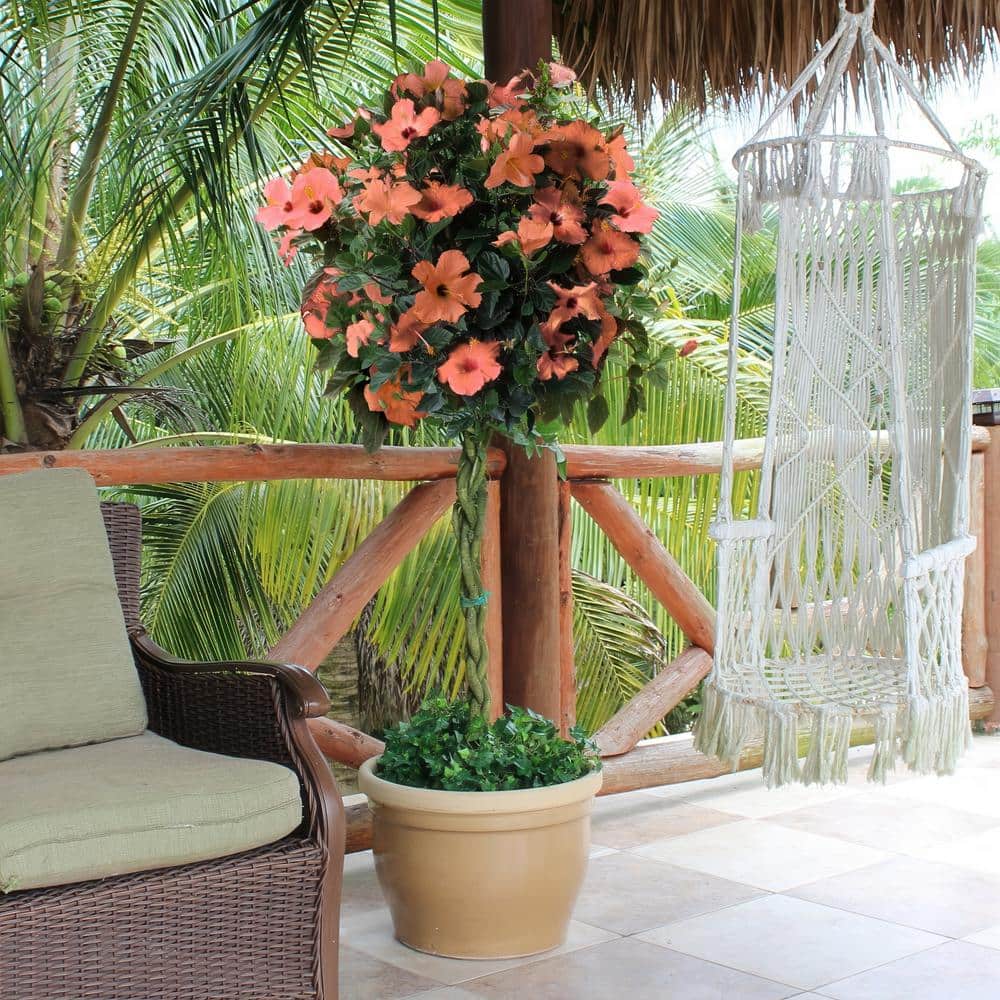2 gal. Hibiscus Peach Braided Annual Tree Plant with Peach Flowers - Hercitys
