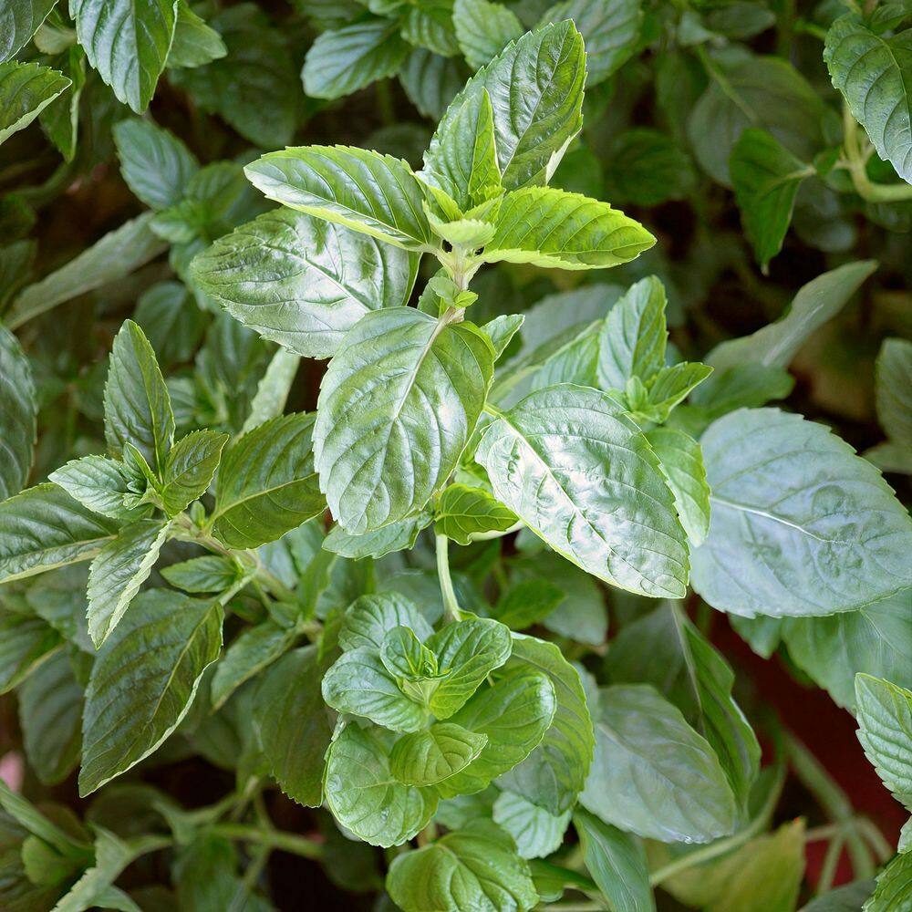 2.5 in. Spearmint Mint Plant (3-Pack) - Hercitys