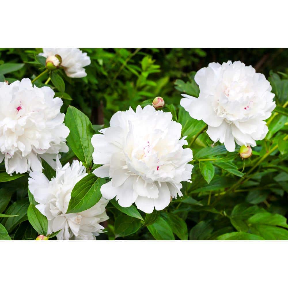 2 Gal. Peony White Live Perennial Plant (1-Pack) - Hercitys