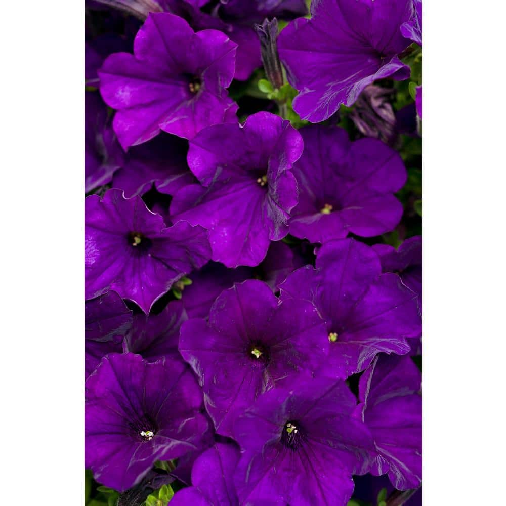 4.25 in. Eco+Grande Supertunia Royal Velvet (Petunia) Live Plant, Purple Flowers (4-Pack) - Hercitys