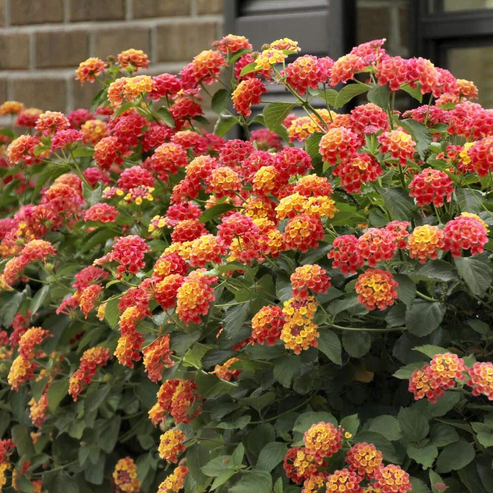 2.5 in Bloomify Mango Lantana Plant with Multi-Color Flowers (3-Pack) - Hercitys