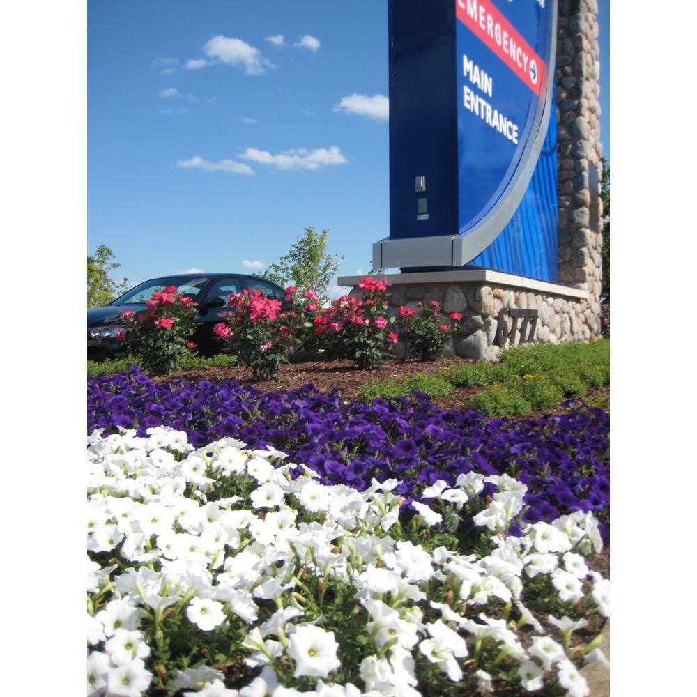 4.25 in. Eco+Grande Supertunia Mini Vista White (Petunia) Live Plants, White Flowers ((4-Pack)) - Hercitys