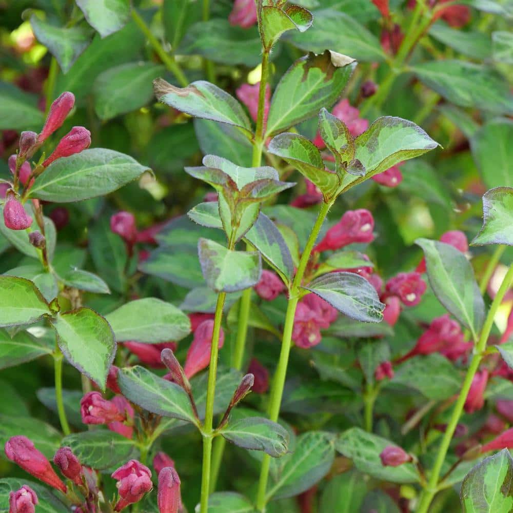 2 Gal. Vingo Verde Weigela Shrub with Pink Blooms - Hercitys