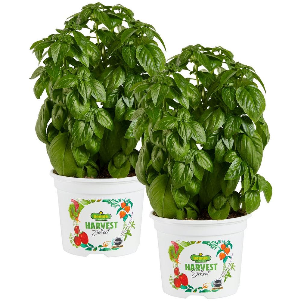 25 oz. Everleaf Emerald Towers Basil Live Plants (2-Pack) - Hercitys