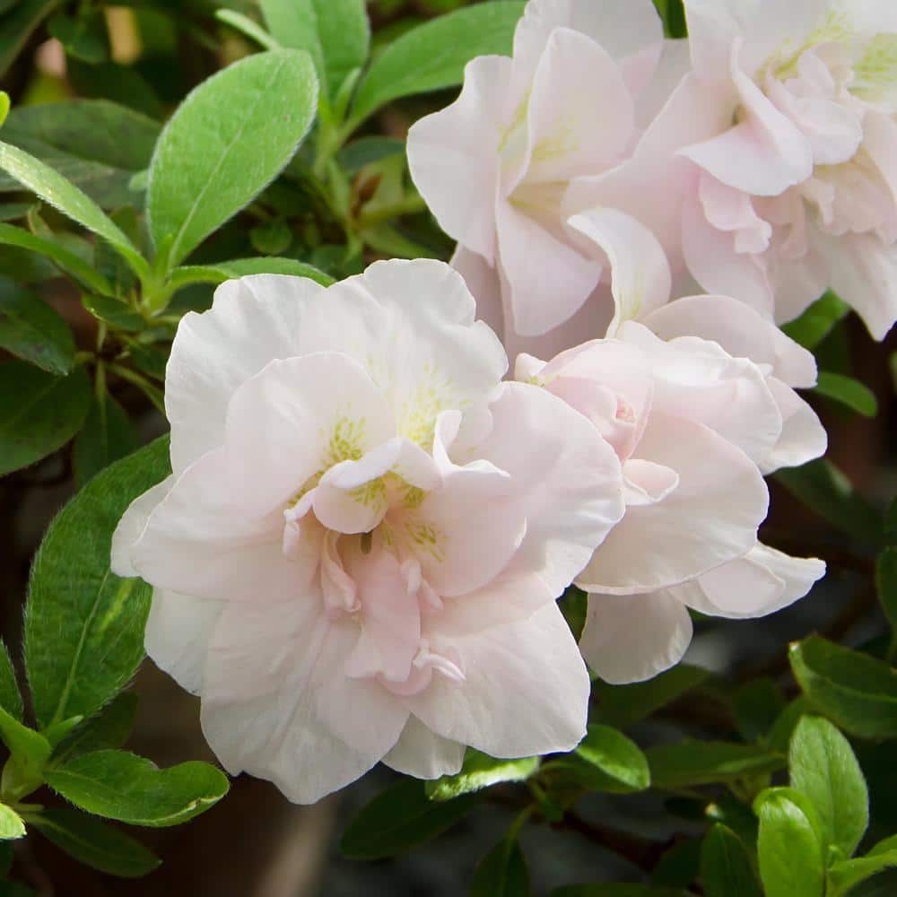 2.25 Gal. Azalea Hardy Gardenia Flowering Shrub with White Blooms - Hercitys