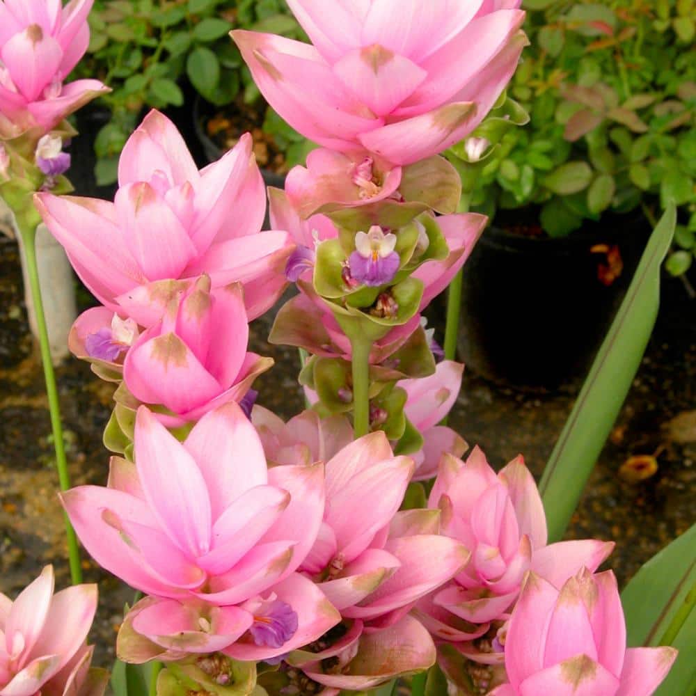 2.5 Qt. Curcuma Pink Bloom Plant - Hercitys