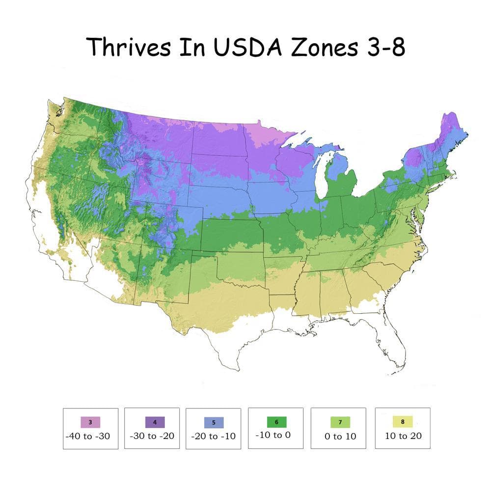 2 Gal. Strawberry Sundae Panicle Hydrangea Flowering Shrub with White to Pink Flowers - Hercitys
