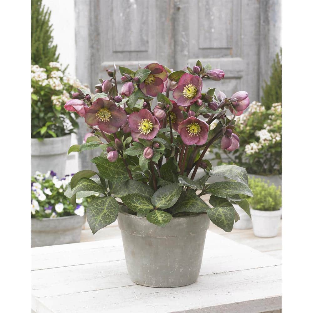1 gal. Pippa’s Purple Hellebore Live Flowering Part Sun Perennial Plant with Purple-Pink Flowers - Hercitys