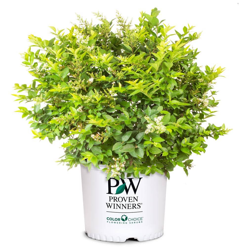 2 Gal. Golden Ticket Ligustrum Shrub with Bright Yellow Foliage - Hercitys