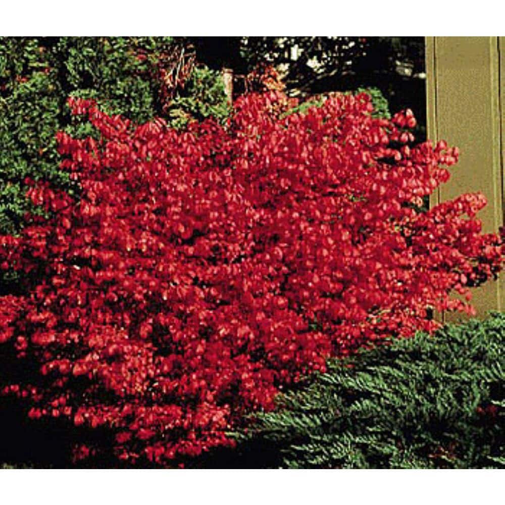 2.25 Gal. Dwarf Burning Bush Euonymus Live Shrub with Red Foliage - Hercitys
