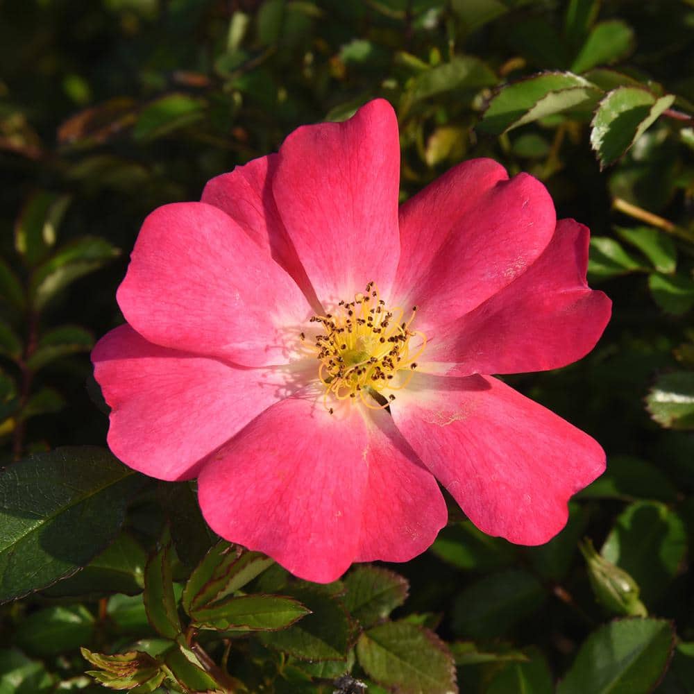 1 Gal. Pink Drift Rose Bush with Pink Flowers (2-Pack) - Hercitys