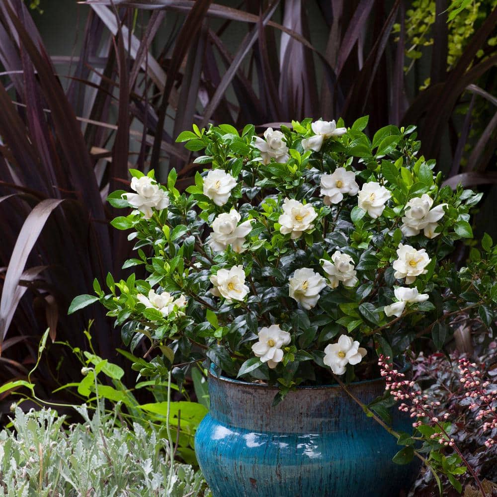 2.25 Gal. Gardenia Frostproof Shrub with White Flowers - Hercitys